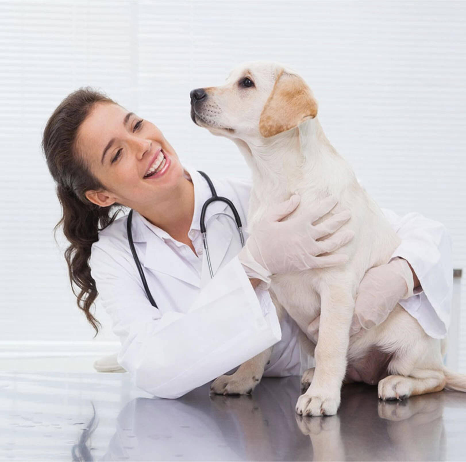 Waldorf Veterinary hospital