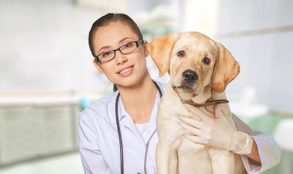 Importance-of-an-Annual-Pet-Exam