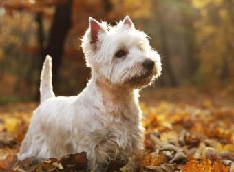 Flea &amp; Tick Prevention: Keeping Your Pets Safe from Fleas &amp; Ticks