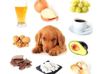 Waldorf Emergency Care Discusses Dangerous Foods For Pets