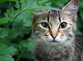 Protecting your cat from poisonous plants during the Holidays