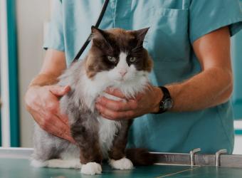 Pet Surgery Coming Up? Get The Info You Need